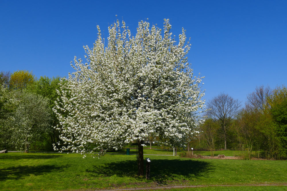 Wilde perenboom — Overzichtsfoto — v3164