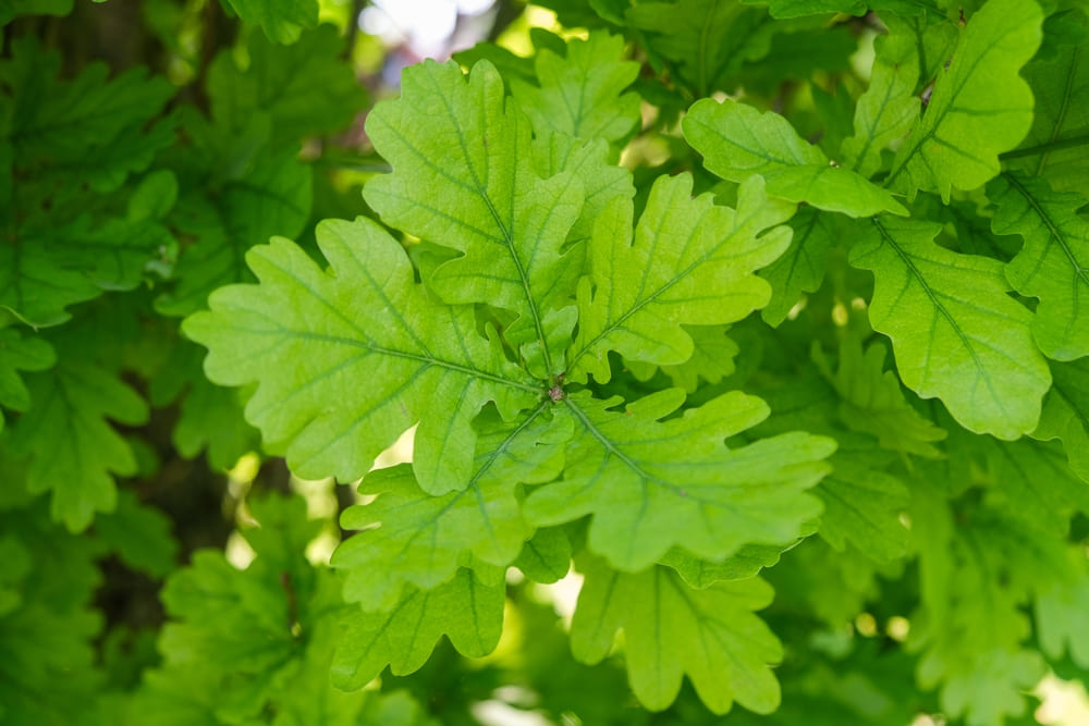 Zomereik — Detailfoto — v3222