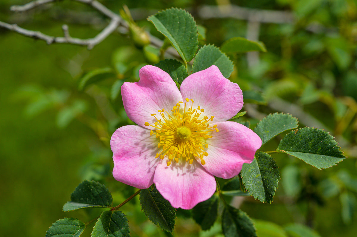 Hondsroos — Detailfoto — v3248