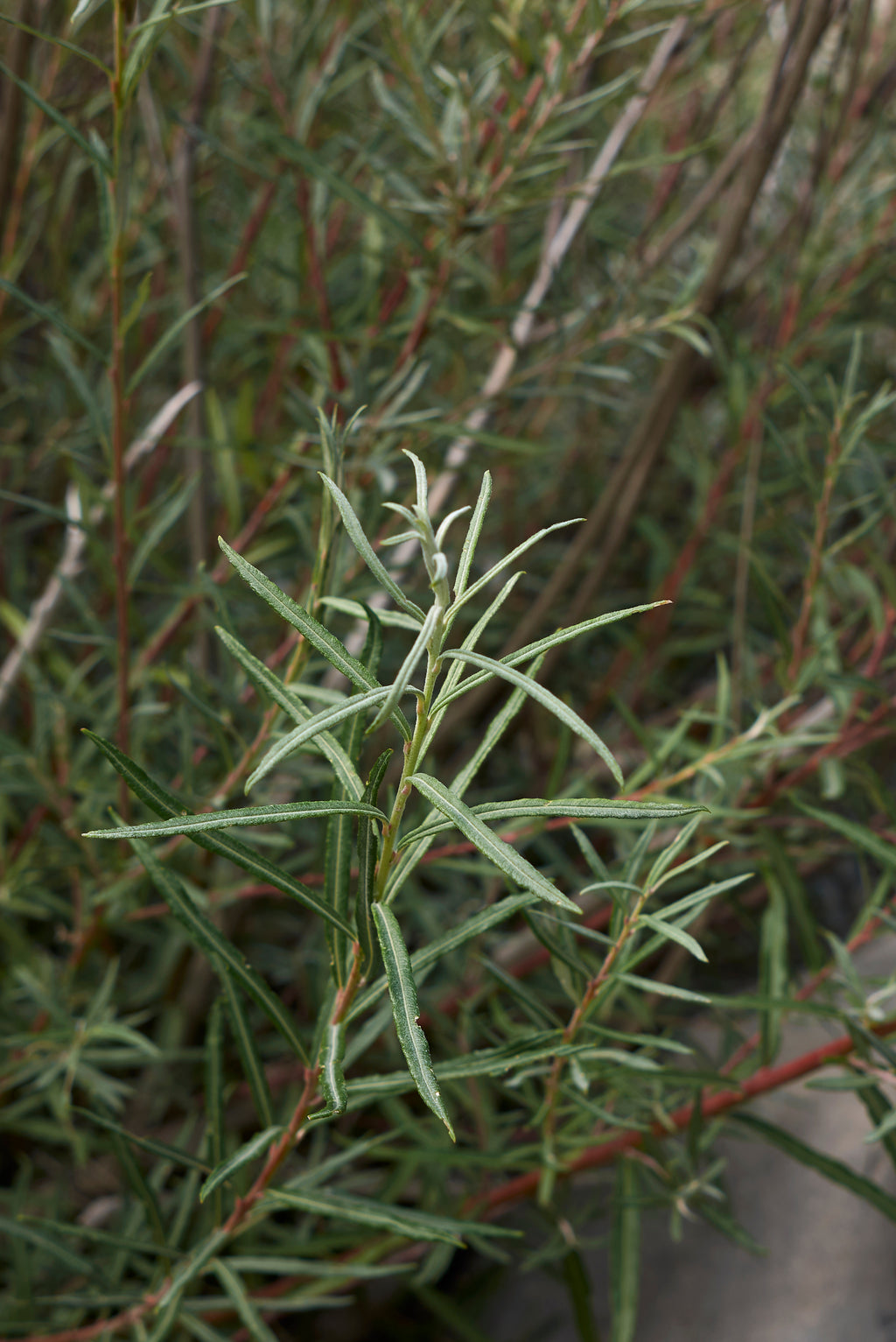 Rozemarijnwilg — Detailfoto — v3924