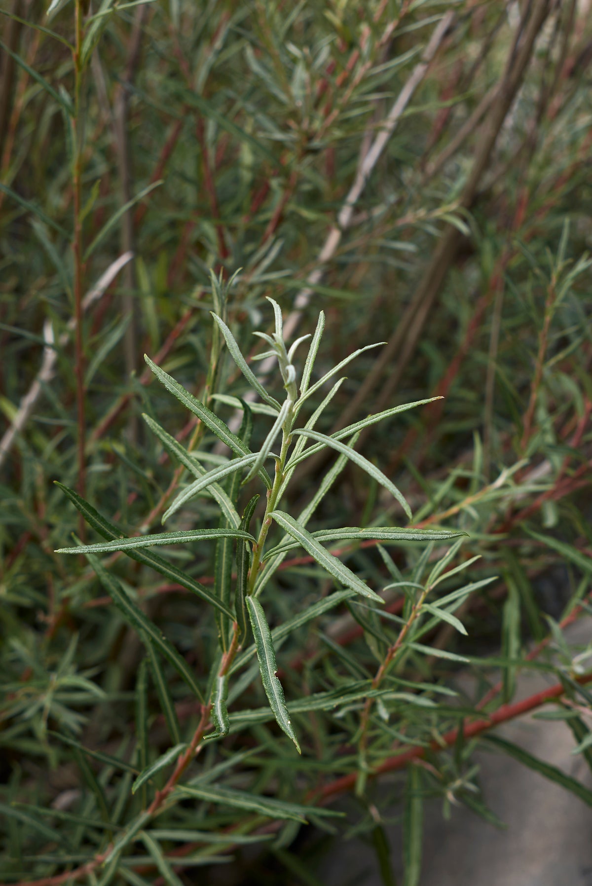 Rozemarijnwilg — Detailfoto — v3924