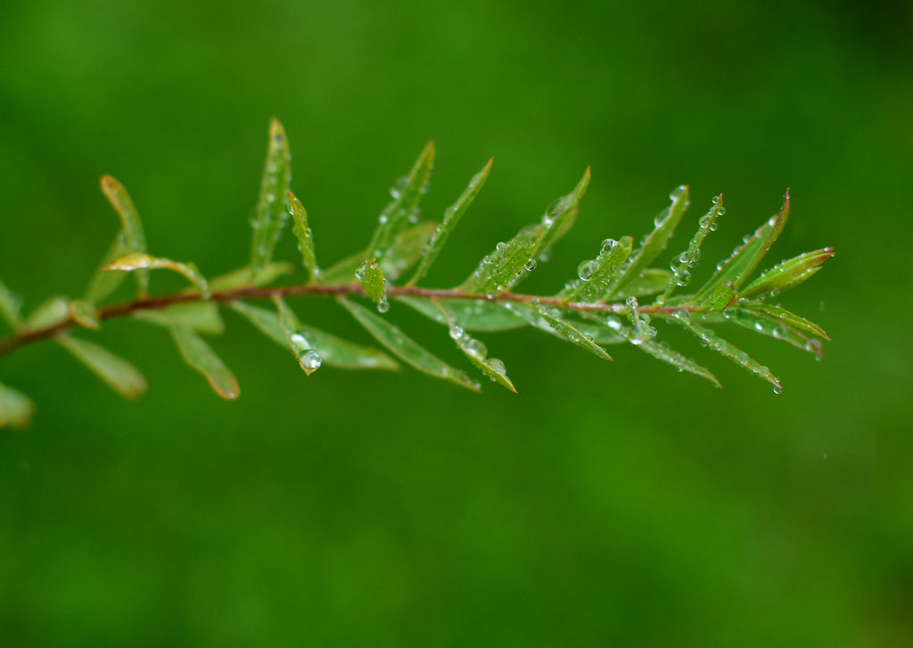 Bittere wilg/ Purperwilg — Detailfoto — v3925