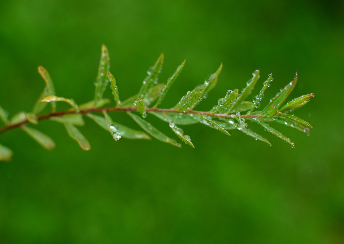Bittere wilg/ Purperwilg — Detailfoto — v3925