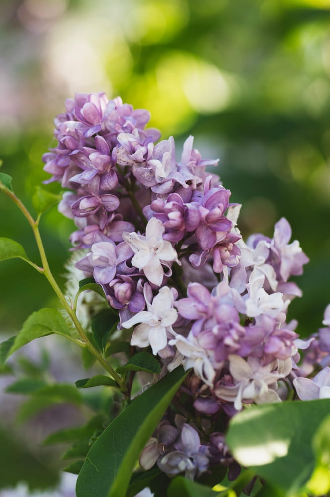 Syringa vulgaris — Detailfoto — v4221
