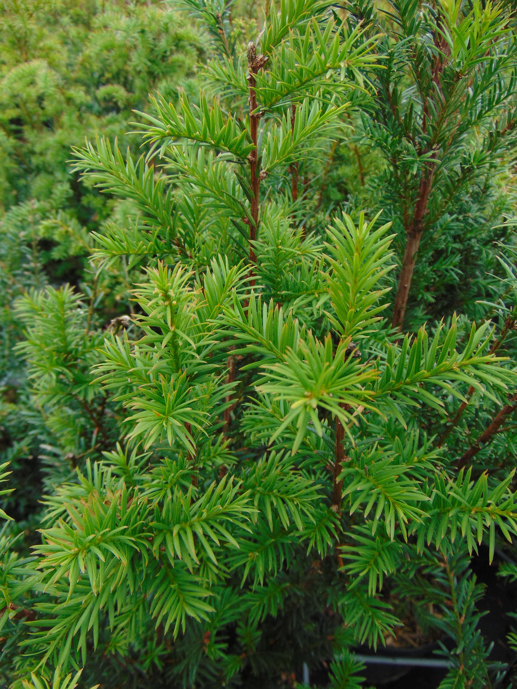 Venijnboom — Detailfoto — v4297