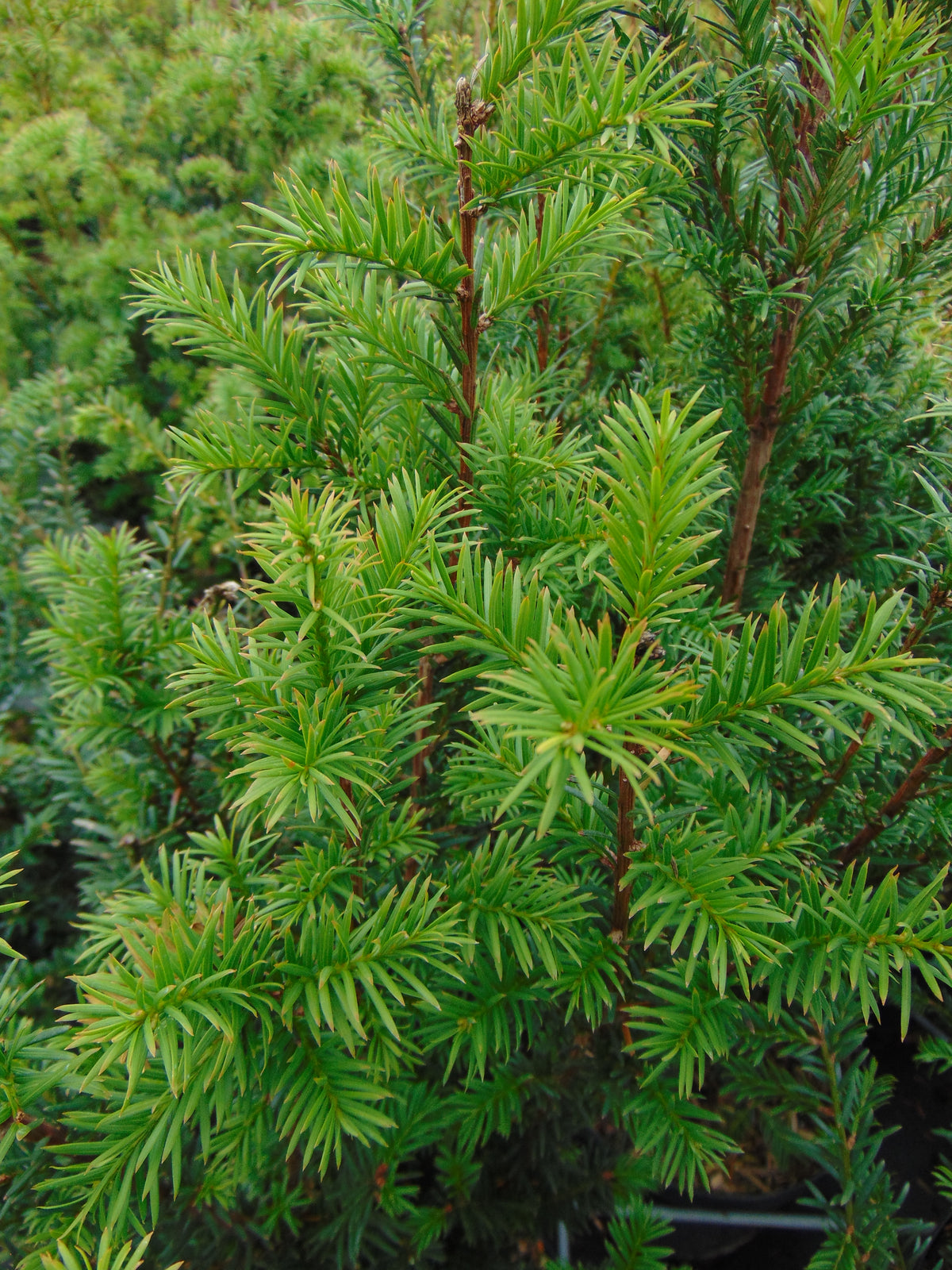 Venijnboom — Detailfoto — v4297