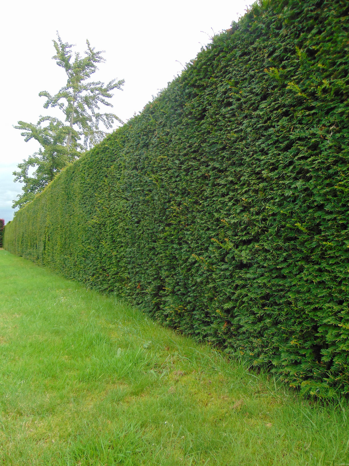 Venijnboom — Overzichtsfoto — v4288