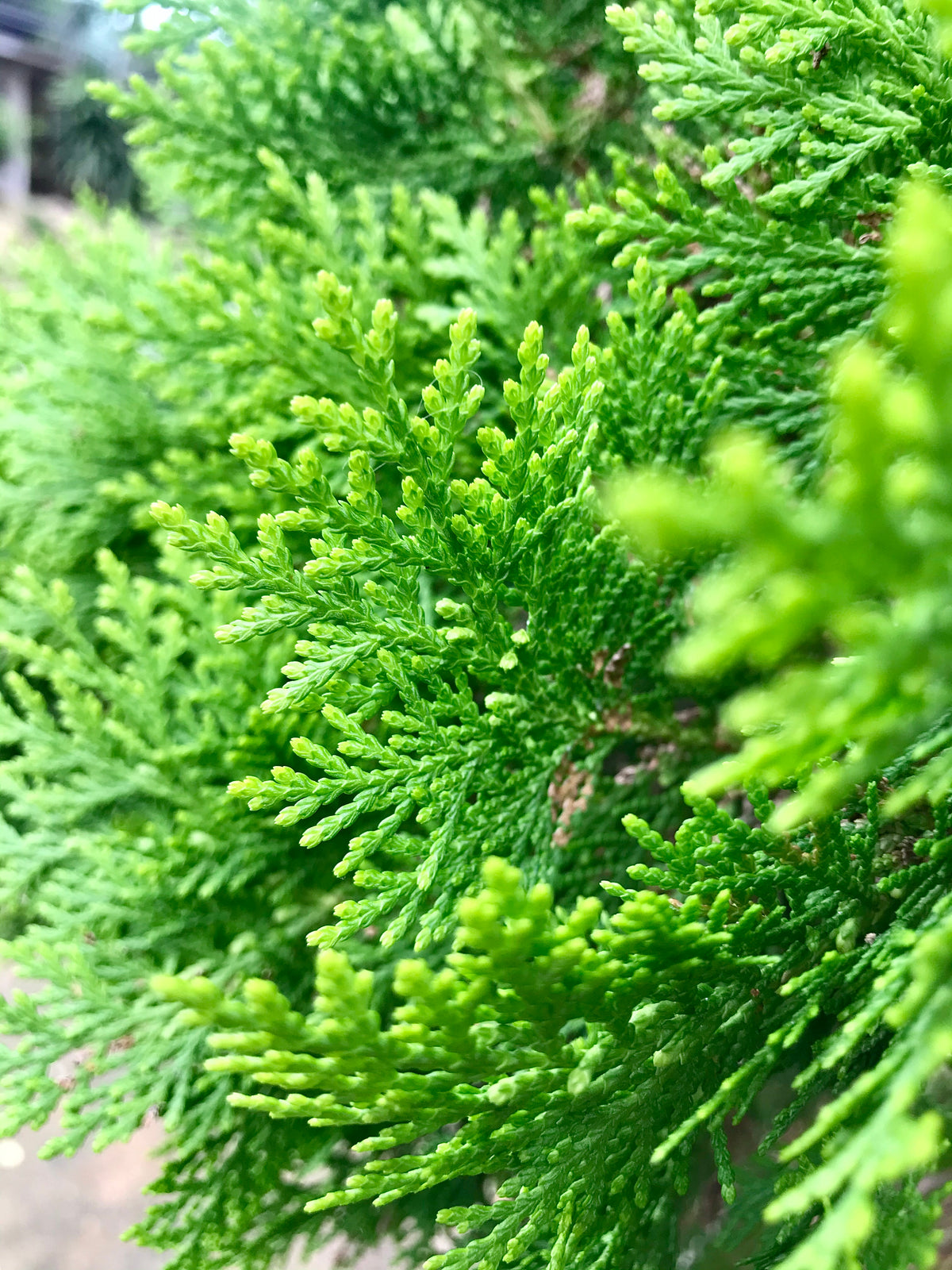 Levensboom 'Smaragd' — Detailfoto — v4305