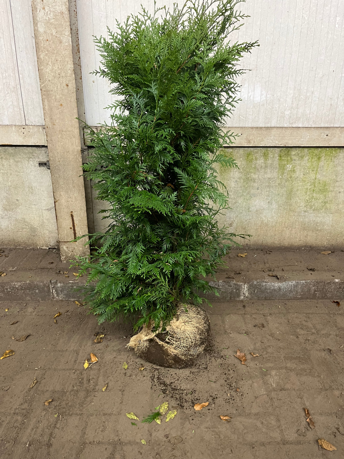 Thuja pl. 'Excelsa' — Overzichtsfoto — v4283