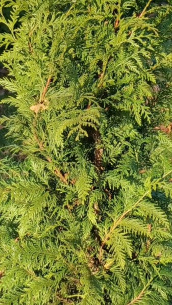Thuja pl. 'Excelsa' — Detailfoto — v4225