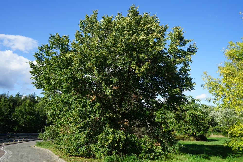 Winterlinde / Kleinbladige linde — Overzichtsfoto — v4234