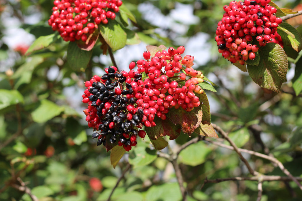 Wollige sneeuwbal — Detailfoto — v4284