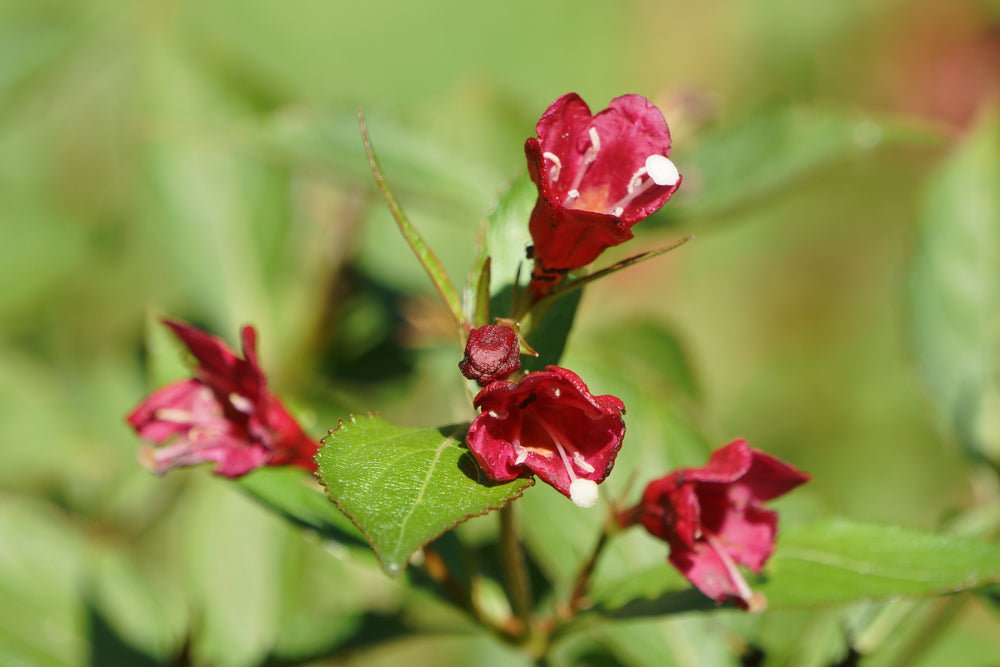 Weigelia 'Bristol Ruby' — Detailfoto — v3894