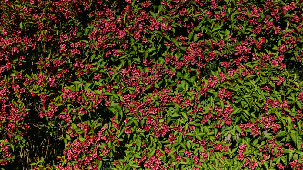 Weigelia 'Bristol Ruby' — Overzichtsfoto — v3895