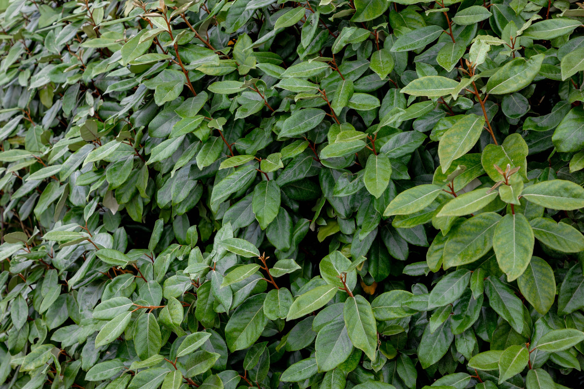Elaeagnus ebbingei —  — v12634081
