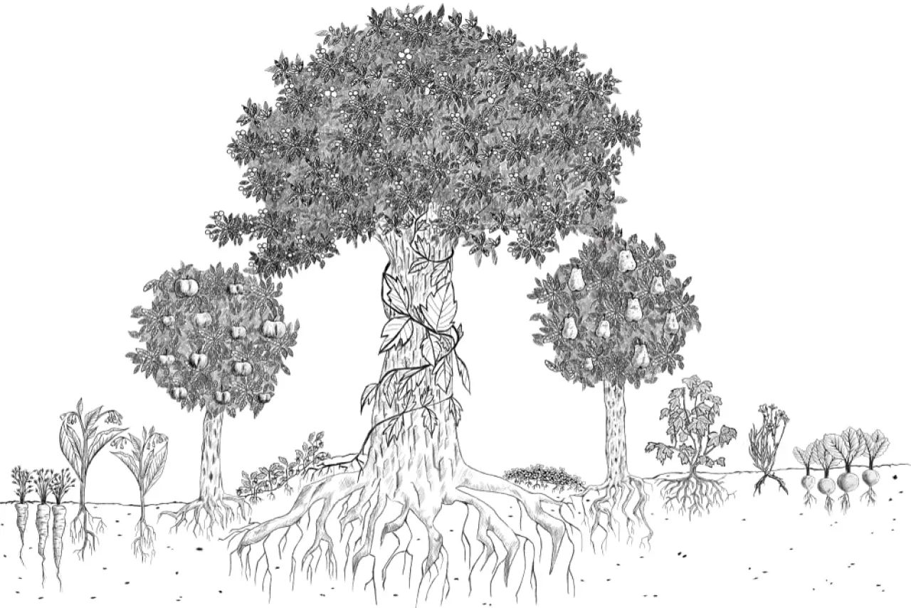 Een tekening van de opbouw van een voedselbos; je plant alles aan van bodembedekker, naar plant, naar boom en terug. Van hoog naar laag.