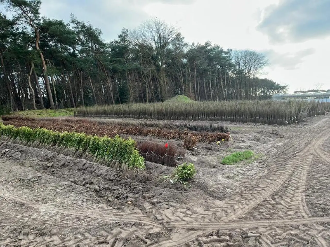 Alle wortels van planten worden ingegraven op een kuilhoek om de planten in winterrust te houden.