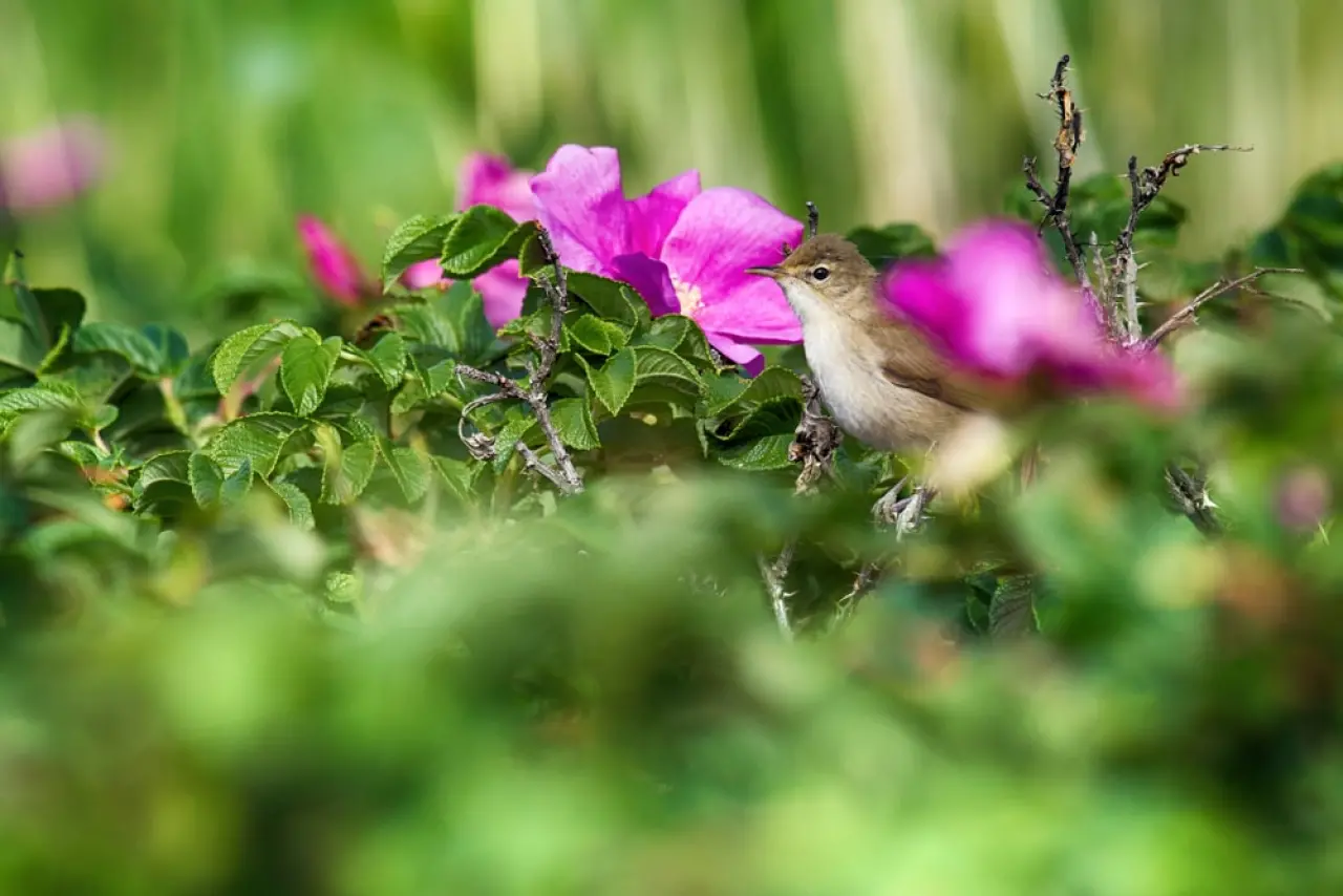 een rimpelroos zit op de tak van een bottelroos (Rosa rugosa) met groen blad, roze bladeren en wat bottelrozen.