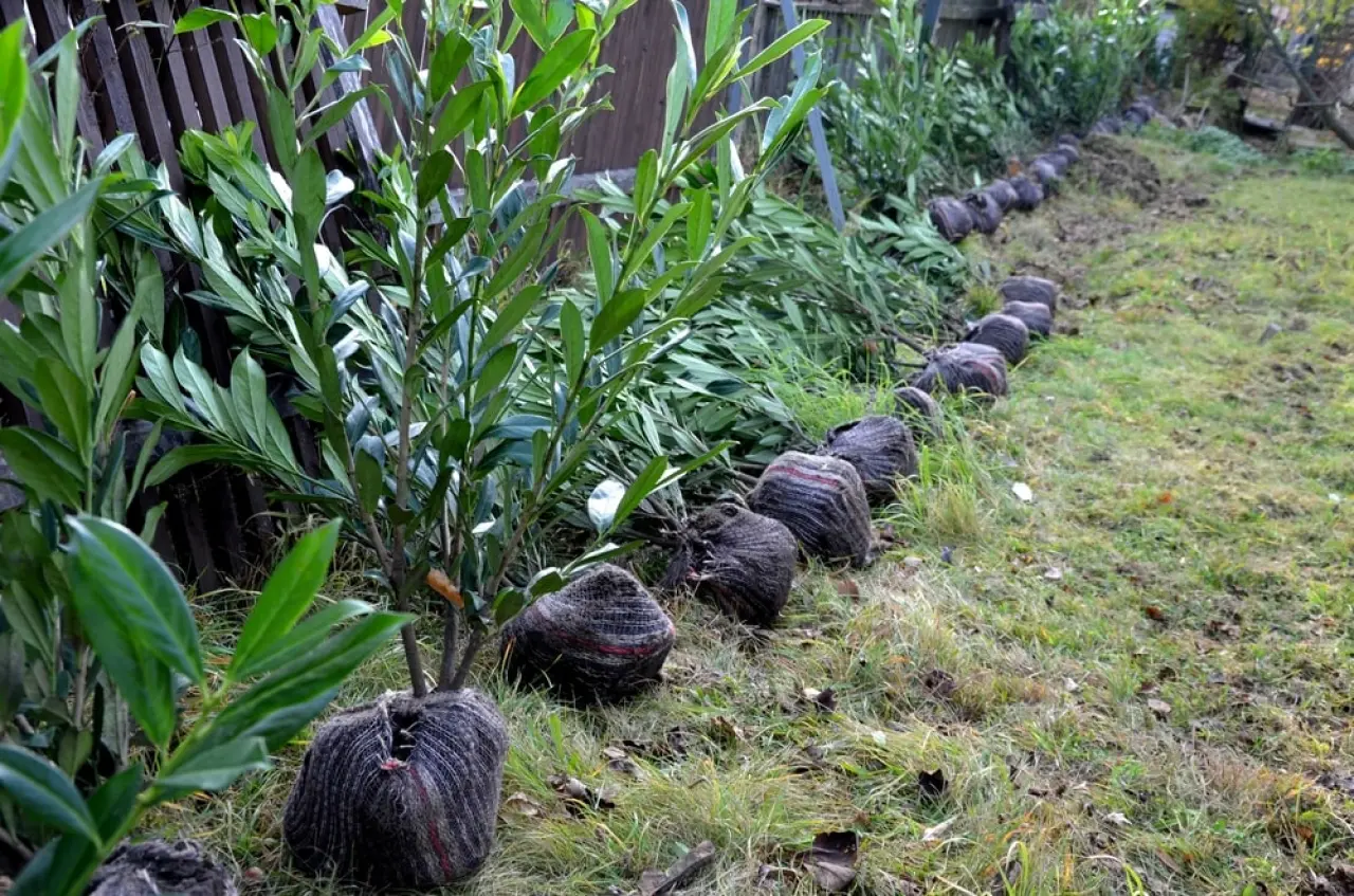 Laurieren met kluit liggen in een rij in de tuin om tegen de schutting aangeplant te worden.