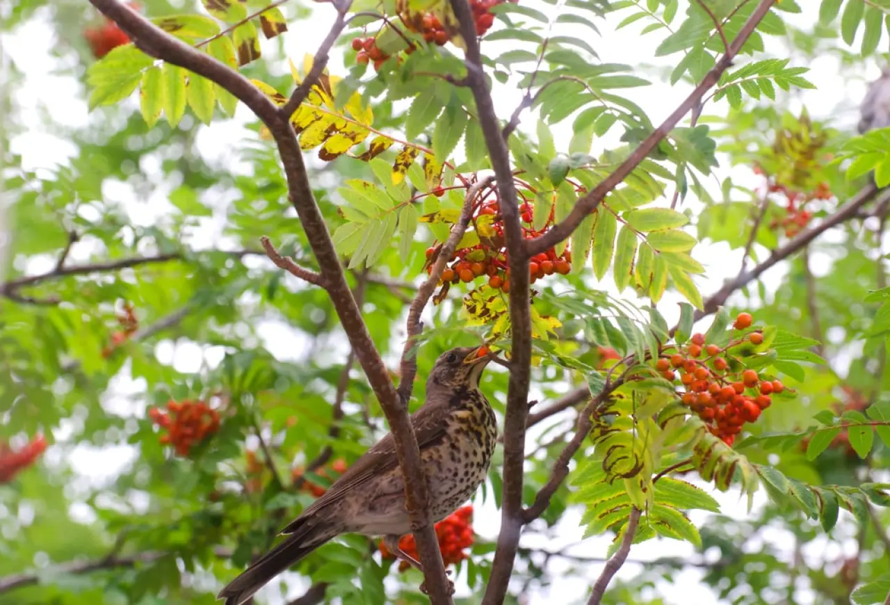 Een vogel eet de rode bessen van de meidoorn (Crataegus monogyna) in de zomer.