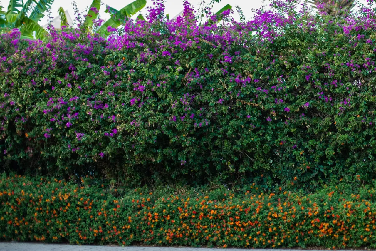 roze bloemen en oranje bloemen zorgen voor een kleurrijk pallet in een groene haag.