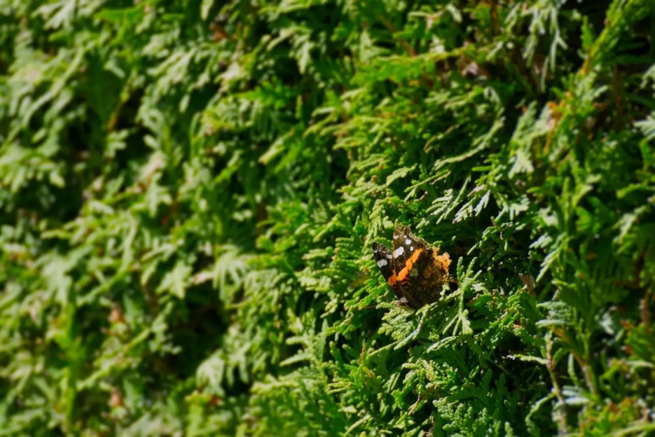 Een groene coniferenhaag (Thuja) trekt een mooie oranje vlinder aan.