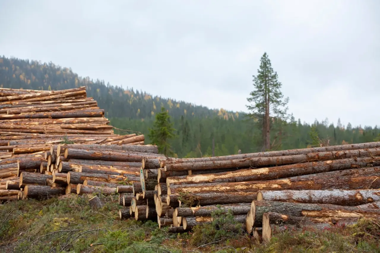 houtindustrie houtblokken conifeer coniferenhout