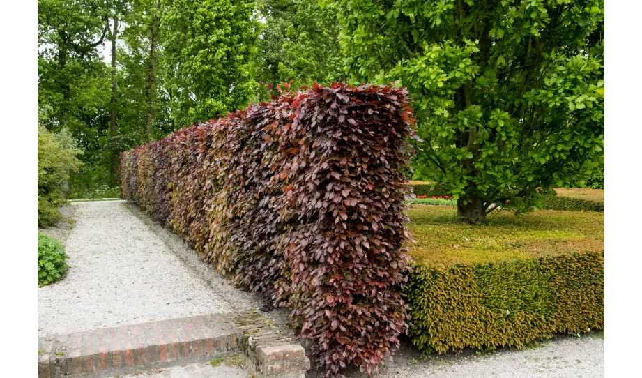 1.5 De tuin van René