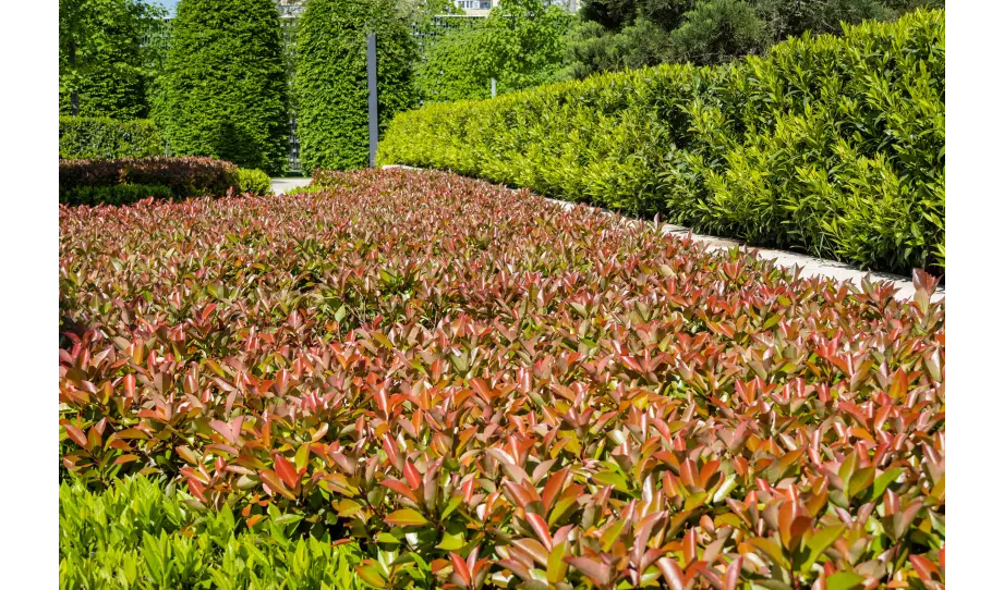 1 De tuin van Mariska