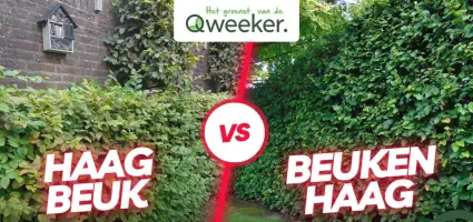 Beukenhaag vs. Haagbeuk; wat is het verschil eigenlijk?