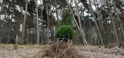 Het wortelgoed seizoen; het is korter dan je denkt!