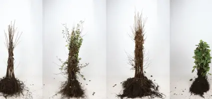 Dit zijn de geheimen om je haagplanten goedkoper te kopen