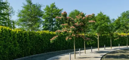 De haag vs. de boom; welke is beter voor biodiversiteit?