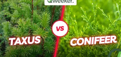 Conifeer en taxus; wat zijn de verschillen?