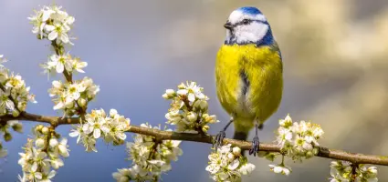 Top 5 beste planten om vogels in je tuin te krijgen