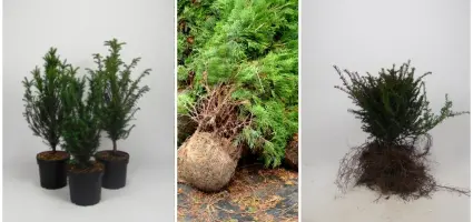 Kies ik voor haagplanten met blote wortels, in pot of met kluit?