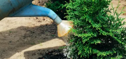 Tips om een haag op de juiste manier water te geven