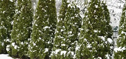 Winterhardheid bij planten; hoe werkt het en wat kun je tegen kou doen?