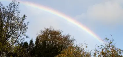 Je brengt kleur in je tuin met haagplanten