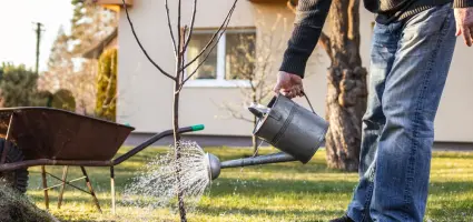 Tips bij het aanplanten van jouw nieuwe haag
