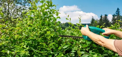 Een beukenhaag snoeien doe je zo