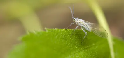 Alles over: de bladluis – natuurlijke vriend of vijand?