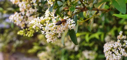 Bloeiende hagen voor bijen: maak van je tuin een insectenparadijs