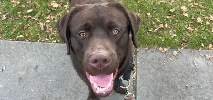 Een hond vriendelijke tuin: voor de trouwe viervoeter zijn dit de beste haagplanten