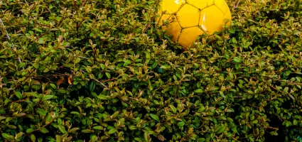 WK voor planten: welke haagplant pakt dit jaar de wereldtitel?