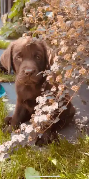 hondenpuppy in een haag in de tuin