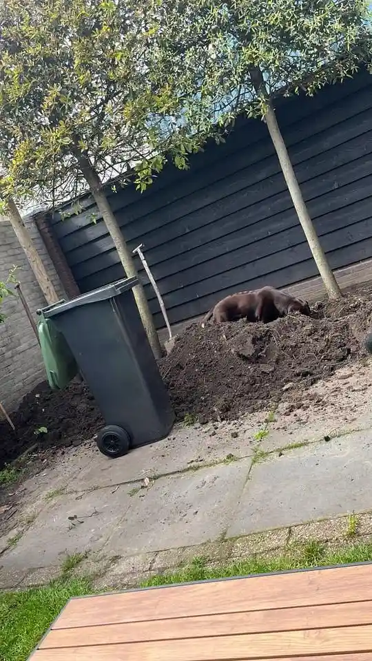 hond tuinieren achterin de tuin border aangraven