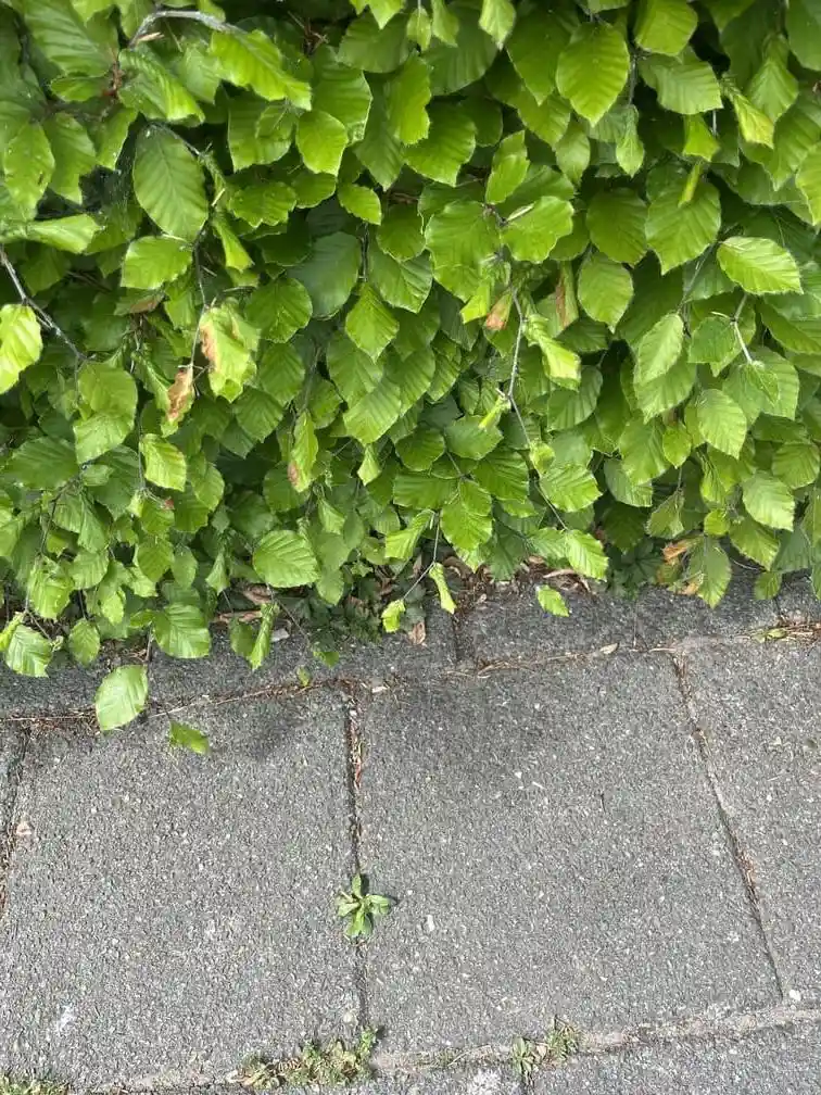 bruine rand beukenhaag plas hond