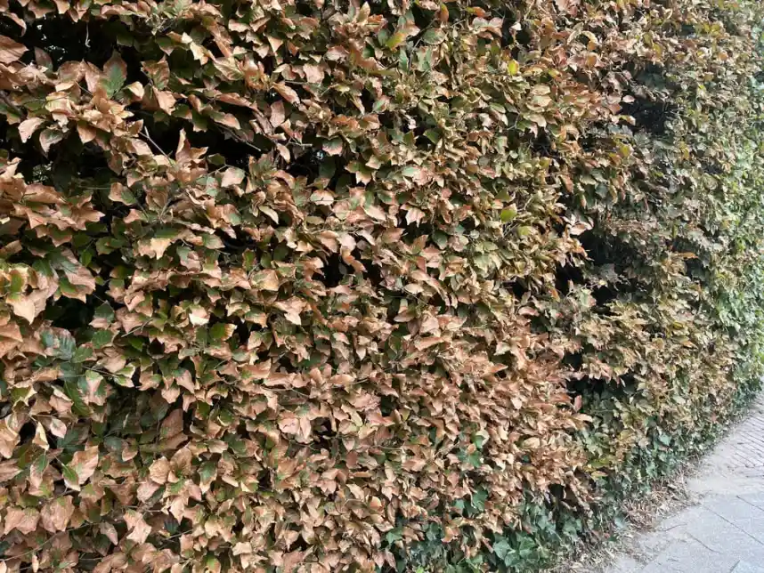 haag verkleurd vroeg in de herfst