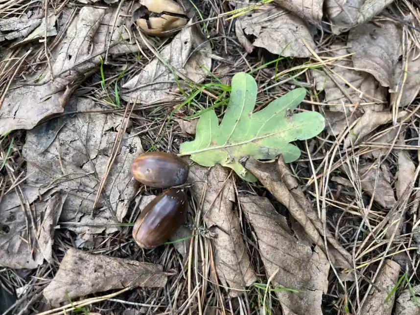 groene blad en eikels zijn van de boom gevallen